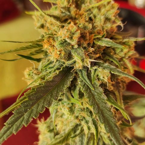 Белая вдова  growlog timeline photo