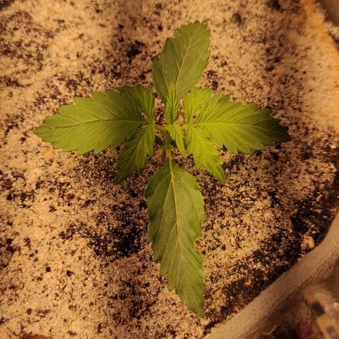 West coast OG  growlog timeline photo