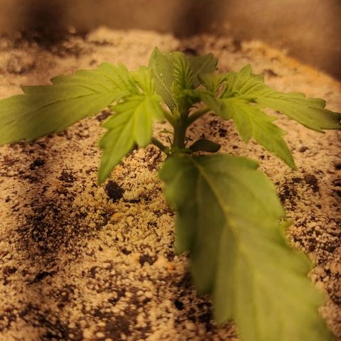 West coast OG  growlog timeline photo