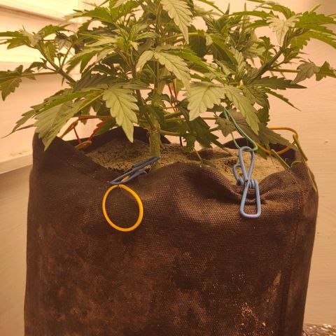 Wedding cake auto  growlog photo: 6 литра воды 