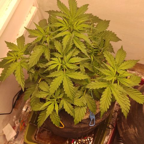 Wedding cake auto  growlog photo: 6 литра воды 