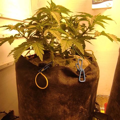 Wedding cake auto  growlog photo: 6 литра воды 