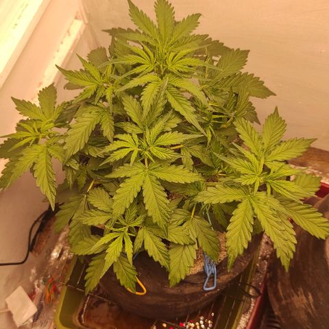 Wedding cake auto  growlog photo: 6 литра воды 