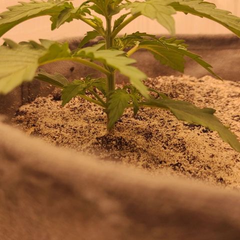 West coast OG  growlog timeline photo