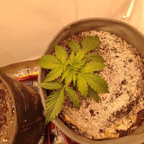 West coast OG  growlog timeline photo