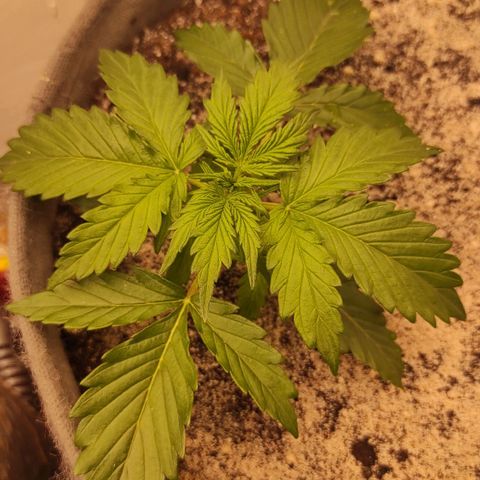 West coast OG  growlog timeline photo