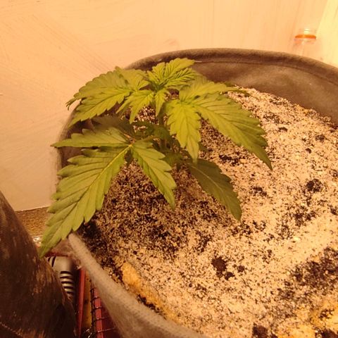 West coast OG  growlog timeline photo