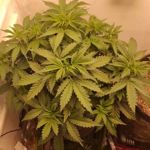 Wedding cake auto  growlog timeline photo