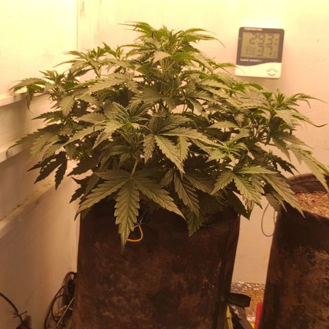 Wedding cake auto  growlog timeline photo