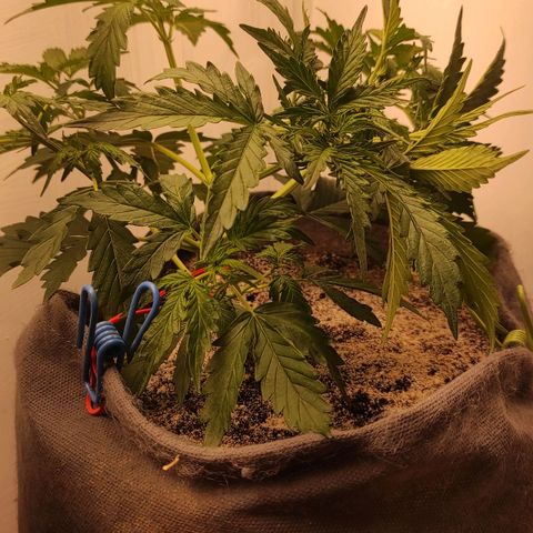 West coast OG  growlog timeline photo