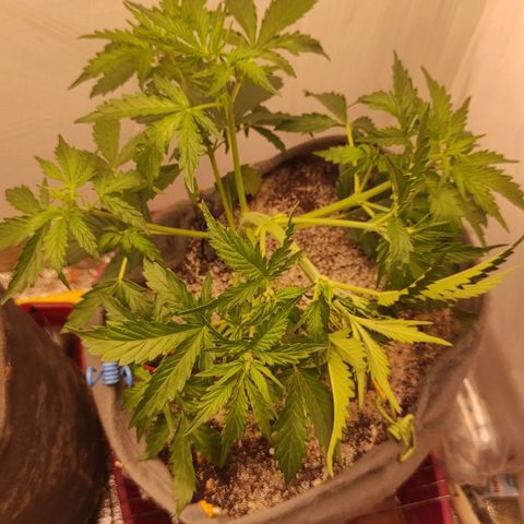 West coast OG  growlog timeline photo