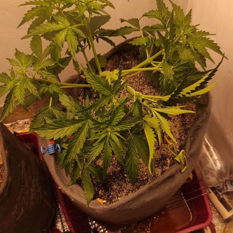 West coast OG  growlog timeline photo