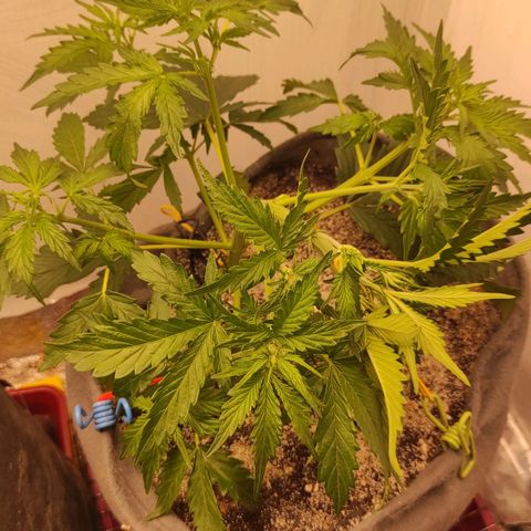 West coast OG  growlog timeline photo