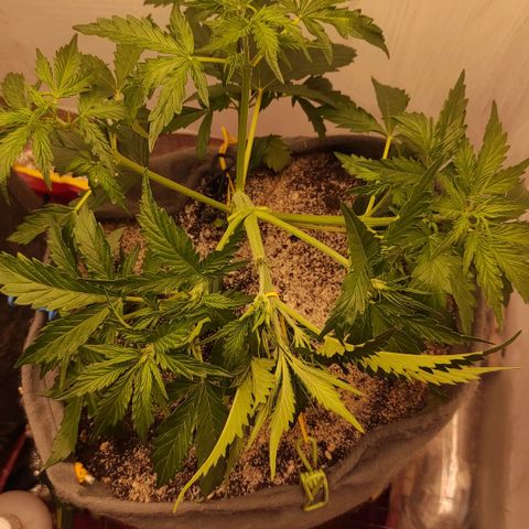 West coast OG  growlog timeline photo