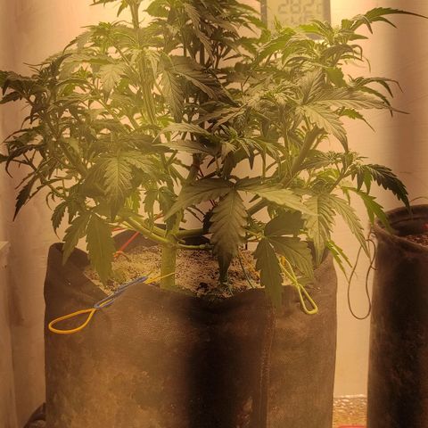 Wedding cake auto  growlog timeline photo