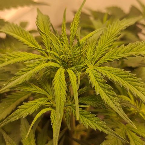 Wedding cake auto  growlog photo: Хорошая очень много веток