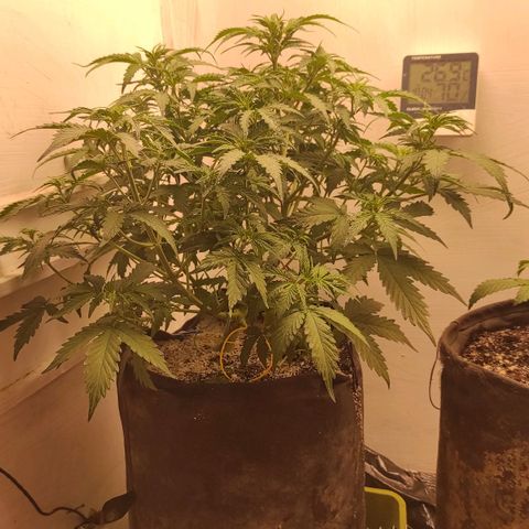 Wedding cake auto  growlog photo: Хорошая очень много веток