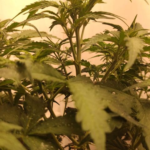Wedding cake auto  growlog photo: Хорошая очень много веток