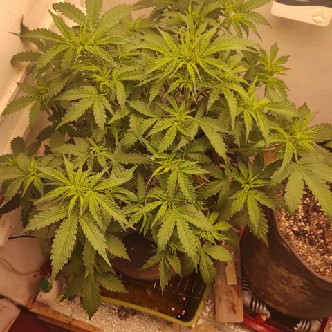 Wedding cake auto  growlog photo: Хорошая очень много веток