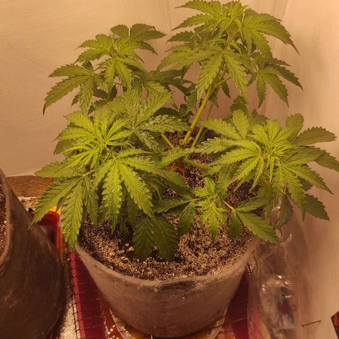 West coast OG  growlog timeline photo