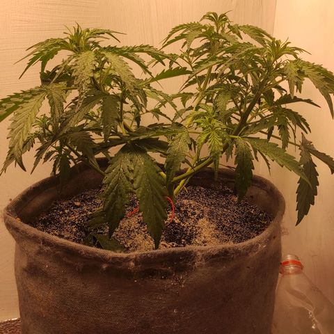 West coast OG  growlog timeline photo