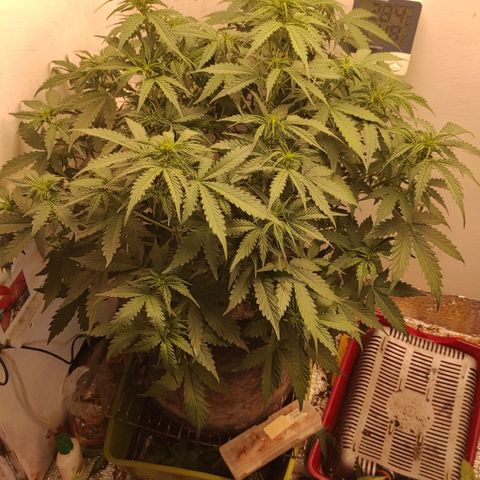 Wedding cake auto  growlog timeline photo