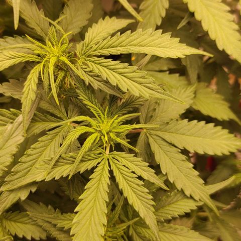 Wedding cake auto  growlog timeline photo