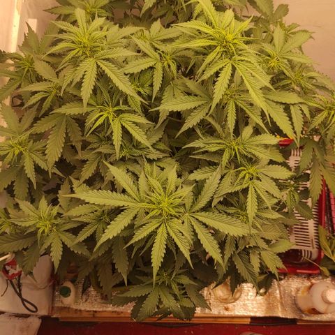 Wedding cake auto  growlog timeline photo