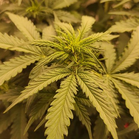 Wedding cake auto  growlog timeline photo