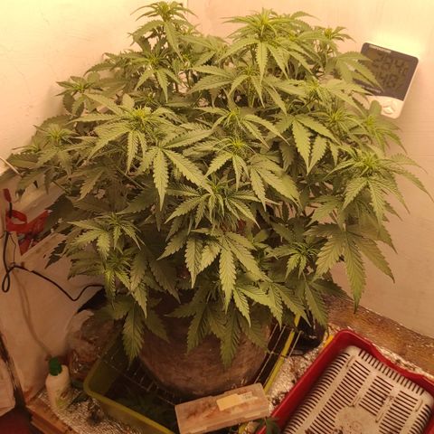 Wedding cake auto  growlog timeline photo