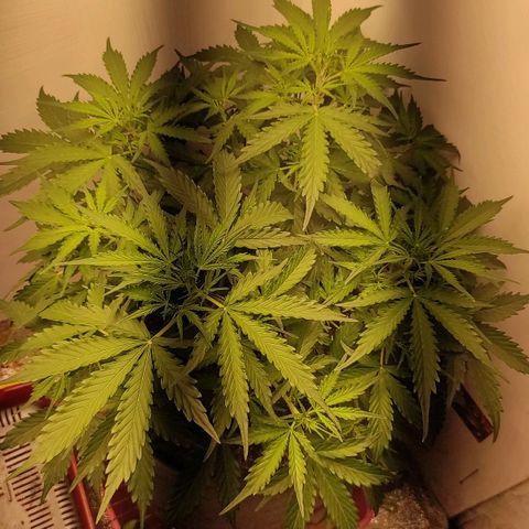 West coast OG  growlog timeline photo