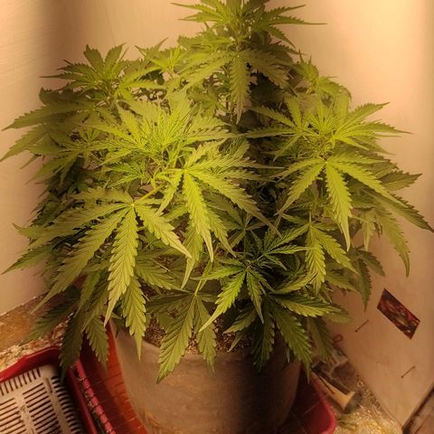 West coast OG  growlog timeline photo