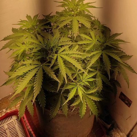 West coast OG  growlog timeline photo