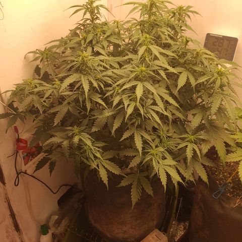 Wedding cake auto  growlog timeline photo