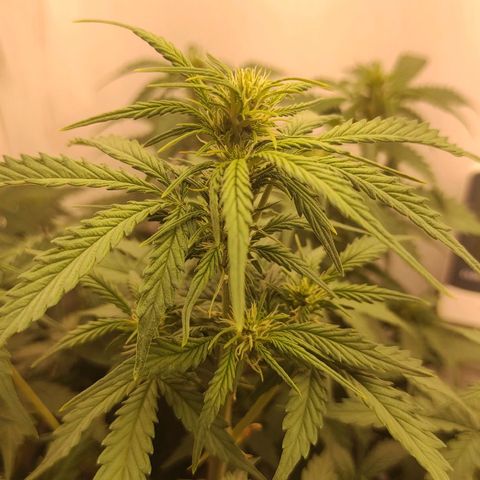 Wedding cake auto  growlog timeline photo