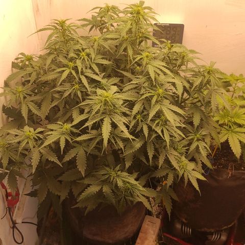 Wedding cake auto  growlog timeline photo