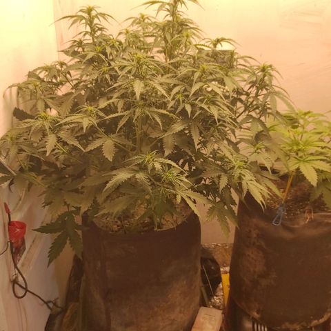 Wedding cake auto  growlog timeline photo