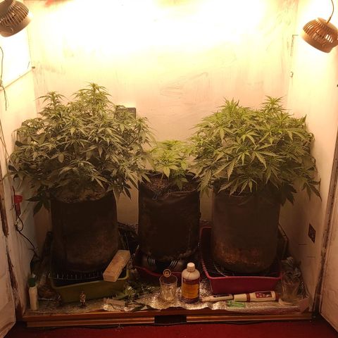 West coast OG  growlog timeline photo