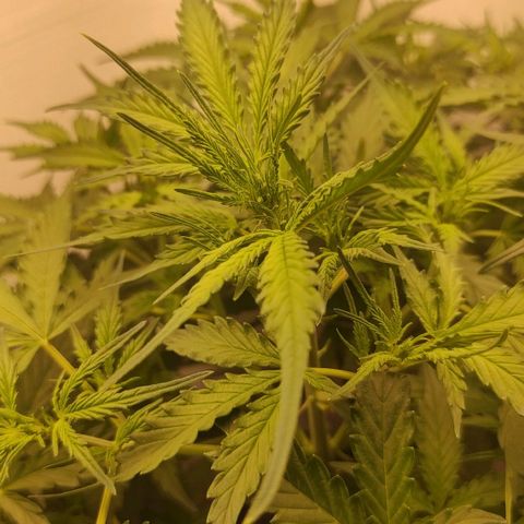 West coast OG  growlog timeline photo