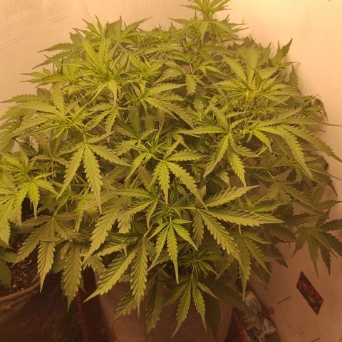 West coast OG  growlog timeline photo
