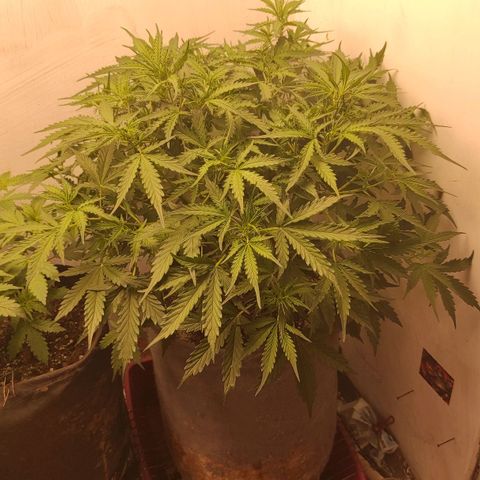 West coast OG  growlog timeline photo