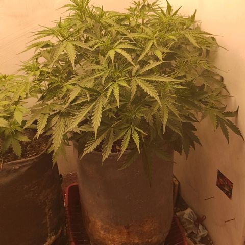 West coast OG  growlog timeline photo