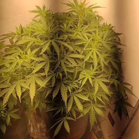 West coast OG  growlog timeline photo