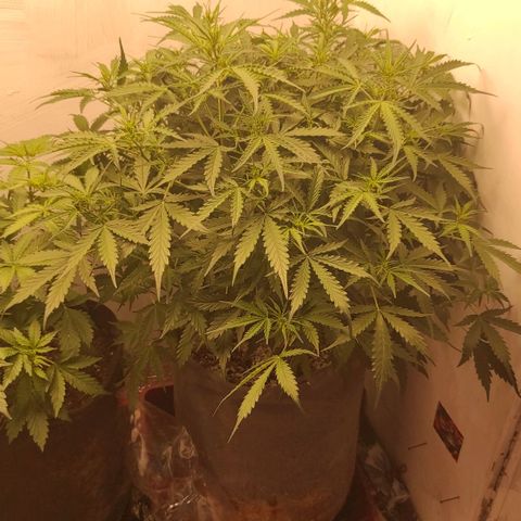 West coast OG  growlog timeline photo