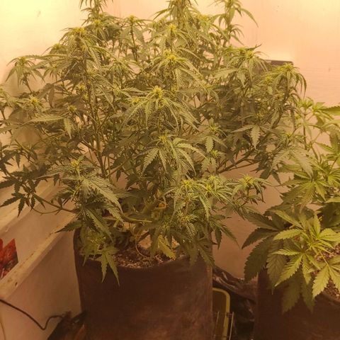 Wedding cake auto  growlog timeline photo
