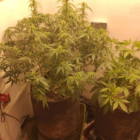Wedding cake auto  growlog timeline photo