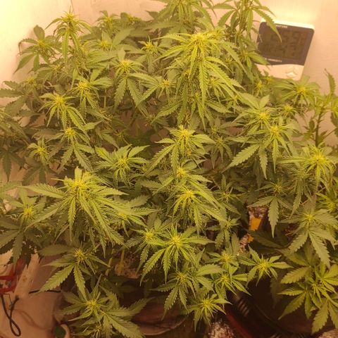 Wedding cake auto  growlog timeline photo