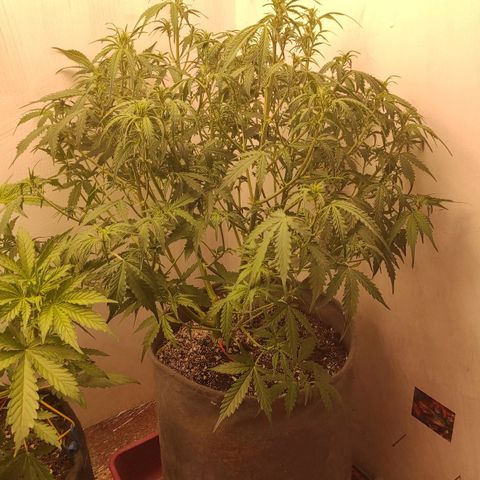 West coast OG  growlog timeline photo