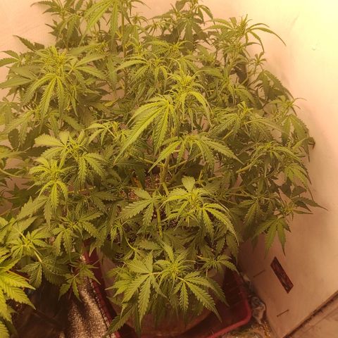 West coast OG  growlog timeline photo