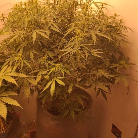 West coast OG  growlog timeline photo